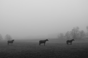 Horses in the mist