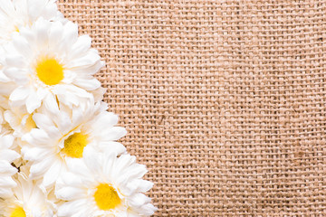 White daisies, spring background