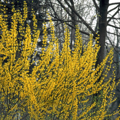 Blühende Forsythie