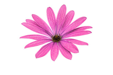 Osteosperumum Flower Daisy Isolated