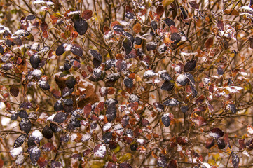 First snow on garden colofrul leaves