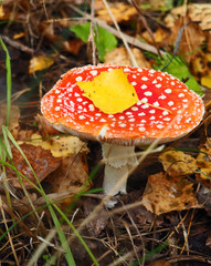 poisonouse toadstool mushroom
