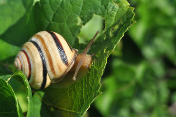 Curious snail in the garden on green leaf, Beautiful snail in natural habitat
