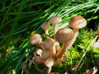 Bunch of young honey mushrooms growing in the forest