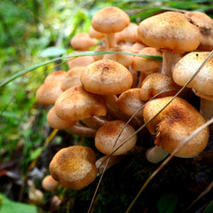 Bunch of young honey mushrooms growing in the forest