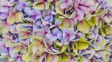 Hydrangea flower, also named common names hydrangea or hortensia, flowering plants native to southern and eastern Asia or America. Saturated, vivid nature background for wallpaper or web design