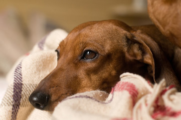 Dachshund portrait lying on white bed