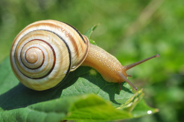 Curious snail in the garden on green leaf, Beautiful snail in natural habitat
