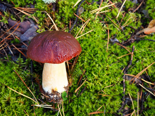 Wild organic white mushroom in the forest