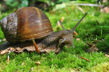 Snail in the moss in the deep forest. Big snail in nature