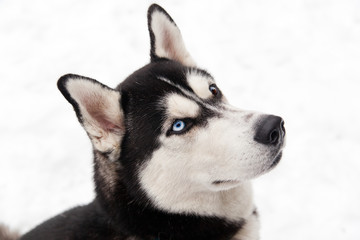 portrait of a dog Siberian Husky in the snow