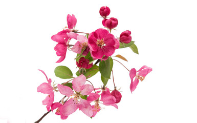 Pink apple flower isolated