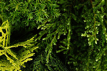 Naklejka na ściany i meble Young green different conifer branches top view close up background.