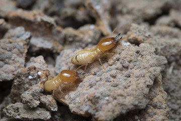 Termite and Termite mound on nature background in Thailand and Southeast Asia.