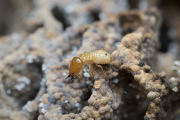 Termite and Termite mound on nature background in Thailand and Southeast Asia.