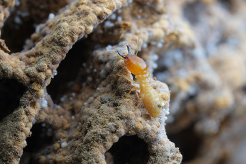 Termite and Termite mound on nature background in Thailand and Southeast Asia.