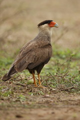 bird of pantanal in the nature habitat, wild brasil, brasilian wildlife, pantanal, green jungle, south american nature and wild