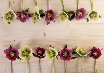Spring easter flower frame vintage background with lenten roses flowers over light wood