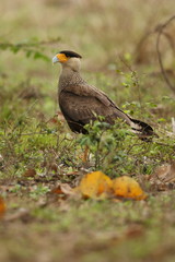 bird of pantanal in the nature habitat, wild brasil, brasilian wildlife, pantanal, green jungle, south american nature and wild