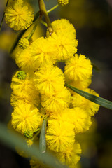 Blossoming yellow flowers of an Acacia Cyanophylla tree