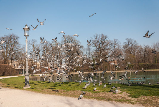 Flock of pigeons in park