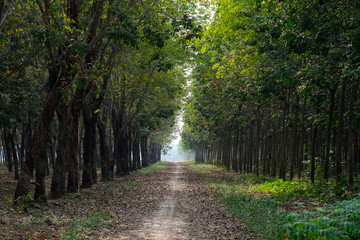 Naklejka premium Plantacja kauczuku i las w Binh Duong, Wietnam