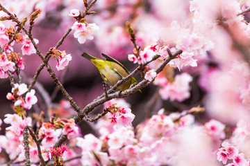 The Japanese White eye.The background is winter cherry blossoms. Located in Shinjuku, Tokyo Prefecture Japan.