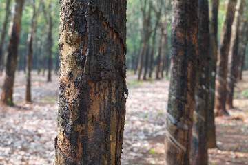 Rubber tree with natural rubber in white milk color drop to the bowl or pot at rubber tree...