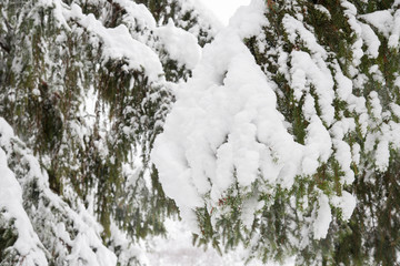 The silence of the forest during snowfall