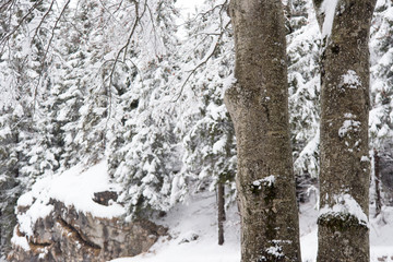 Obraz premium The silence of the forest during snowfall