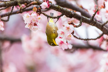 The Japanese White eye.The background is winter cherry blossoms. Located in Shinjuku, Tokyo Prefecture Japan.