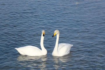 Whooper swans swimming in the lake, Altai, Russia