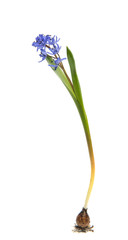 Obraz premium Beautiful blue natural fresh snowdrops flowers