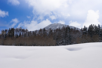 Fototapeta premium 青空と雪化粧した木々