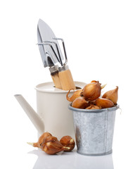 Iris bulbs and gardening tools isolated on white.