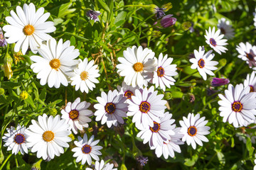 Obraz premium White and violet daisies in the garden