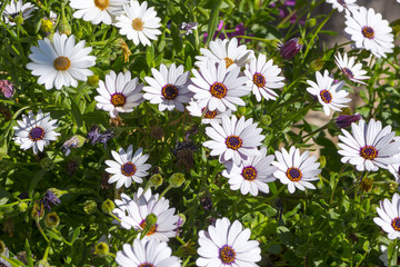 White and violet daisies in the garden