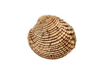 Fresh Warty venus clam - Fasolara (venus verrucosa) shell isolated.