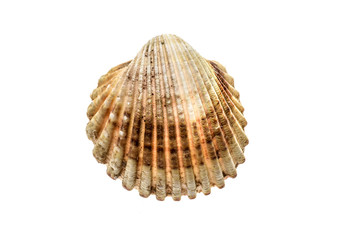 Fresh rough cockle clam (Acanthocardia tuberculata) shell isolated.