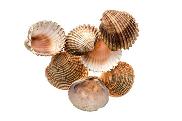 Different variety of sea clams - shells on white background.