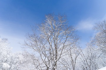 青空と雪化粧した木々