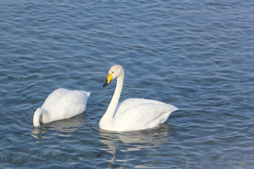 Fototapeta na wymiar Whooper swans swimming in the lake, Altai, Russia