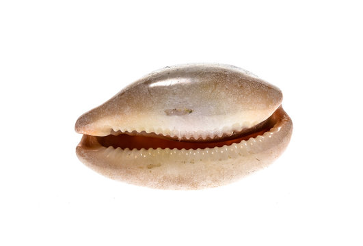 Cowry or cowrie - Luria lurida sea snail slug shell isolated