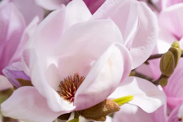 Crédence de cuisine en verre imprimé Magnolia Magnolia en fleurs au printemps