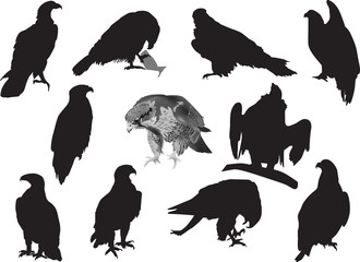 eleven eagles isolated on white