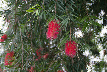 Callistemon citrinus.