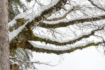 On the frozen lake during a snowfall. Fusine, Udine