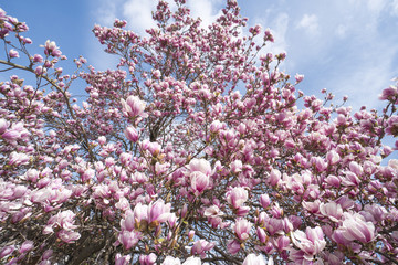 Magnolia en fleurs au printemps