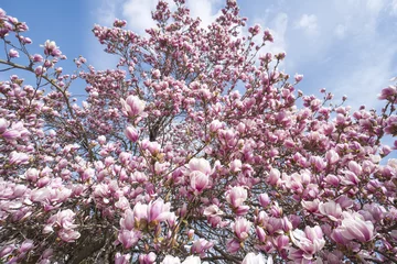 Crédence de cuisine en verre imprimé Magnolia Magnolia en fleurs au printemps