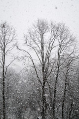 trees in the snow